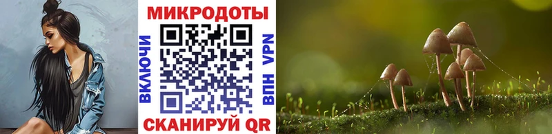 дарк нет клад Волхов Галлюциногенные грибы Psilocybine cubensis